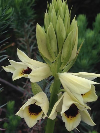 Eulophia welwitschii, photographed by Tam