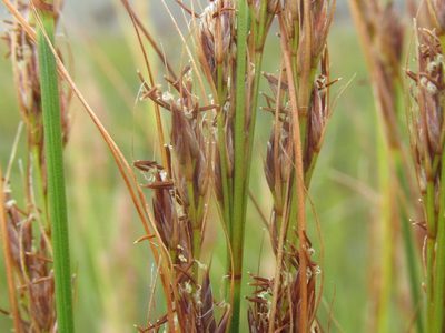 Schoenus graciliculmis, photographed by douglaseustonbrown