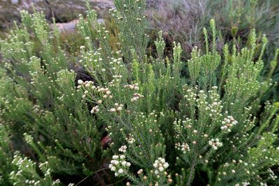 Phylica wittebergensis, photographed by Di Turner