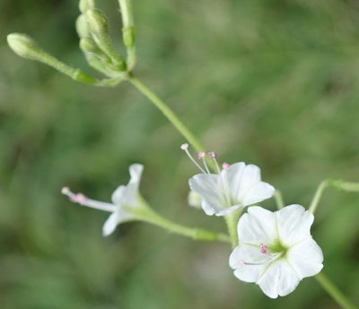 Boerhavia plumbaginea, photographed by Wilderness Safaris Botswana - Conservation Team