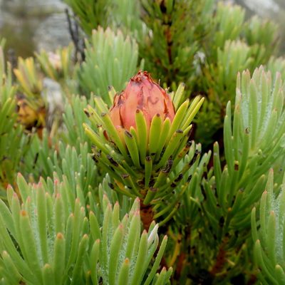 Leucadendron dregei, photographed by Di Turner