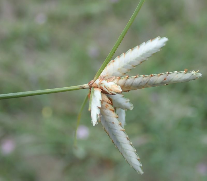 Cyperus margaritaceus, photographed by Wilderness Safaris Botswana - Conservation Team