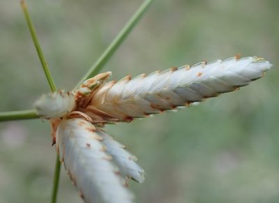Cyperus margaritaceus, photographed by Wilderness Safaris Botswana - Conservation Team
