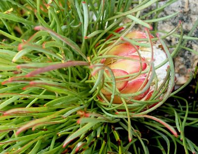 Protea montana, photographed by Di Turner