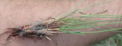 Cyperus margaritaceus, photographed by Wilderness Safaris Botswana - Conservation Team