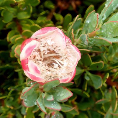 Protea venusta, photographed by Di Turner