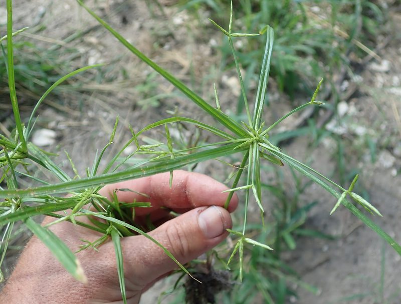 Cyperus zollingeri, photographed by Wilderness Safaris Botswana - Conservation Team