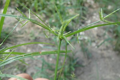 Cyperus zollingeri, photographed by Wilderness Safaris Botswana - Conservation Team