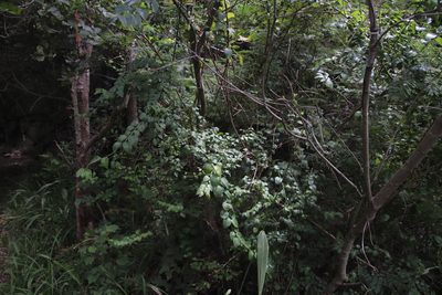 Pseudophyllanthus ovalis, photographed by Tony Rebelo