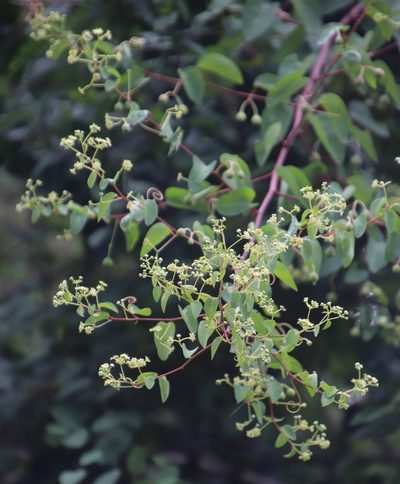 Helinus integrifolius, photographed by Tony Rebelo