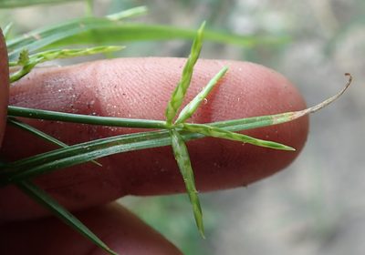 Cyperus zollingeri, photographed by Wilderness Safaris Botswana - Conservation Team