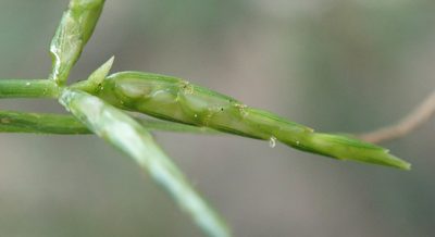 Cyperus zollingeri, photographed by Wilderness Safaris Botswana - Conservation Team