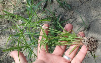 Cyperus zollingeri, photographed by Wilderness Safaris Botswana - Conservation Team
