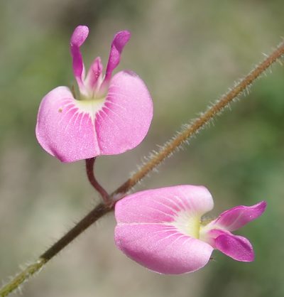 Tephrosia lupinifolia, photographed by Wilderness Safaris Botswana - Conservation Team