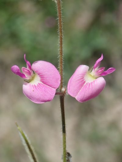 Tephrosia lupinifolia, photographed by Wilderness Safaris Botswana - Conservation Team