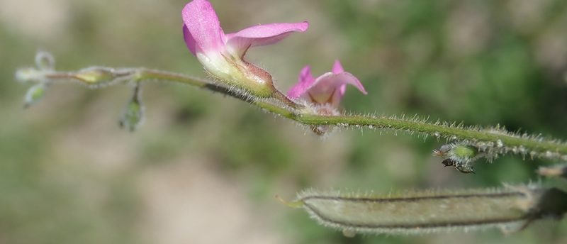 Tephrosia lupinifolia, photographed by Wilderness Safaris Botswana - Conservation Team