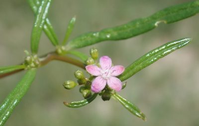 Gisekia africana, photographed by Wilderness Safaris Botswana - Conservation Team