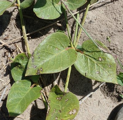 Leptadenia jasminiflora, photographed by Wilderness Safaris Botswana - Conservation Team