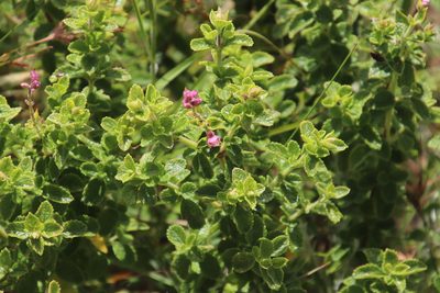 Syncolostemon stalmansii, photographed by Tony Rebelo