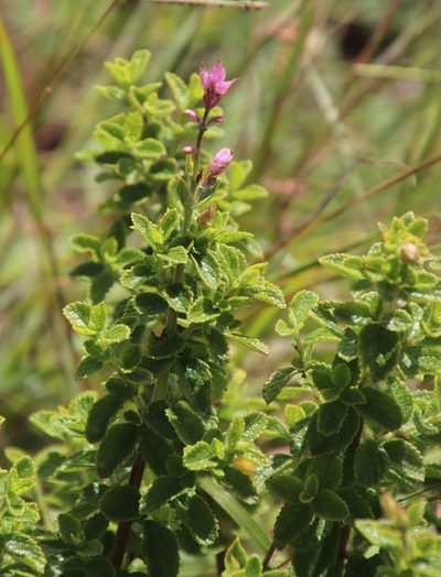 Syncolostemon stalmansii, photographed by Tony Rebelo