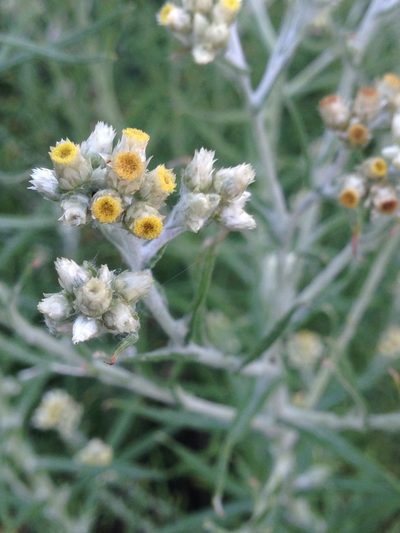 Pseudognaphalium oligandrum, photographed by Tam