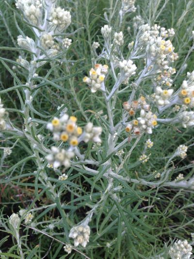 Pseudognaphalium oligandrum, photographed by Tam