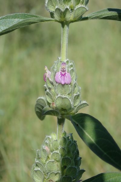 Meiosperma bracteatum, photographed by Wilderness Safaris Botswana - Conservation Team