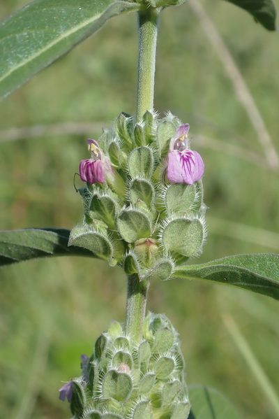 Meiosperma bracteatum, photographed by Wilderness Safaris Botswana - Conservation Team