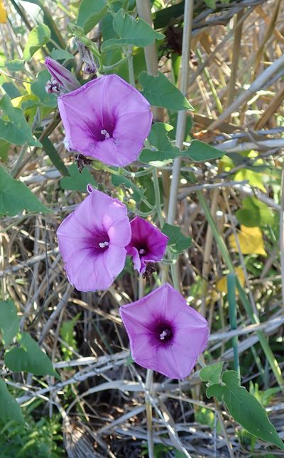 Ipomoea rubens, photographed by Wilderness Safaris Botswana - Conservation Team