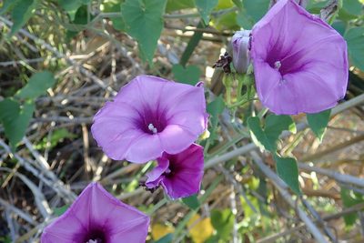 Ipomoea rubens, photographed by Wilderness Safaris Botswana - Conservation Team