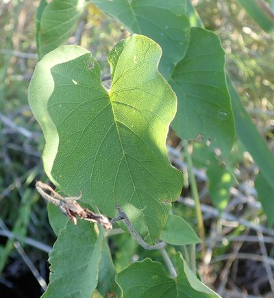 Ipomoea rubens, photographed by Wilderness Safaris Botswana - Conservation Team