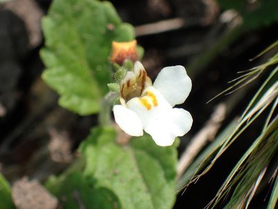 Diclis reptans, photographed by Mahomed Desai