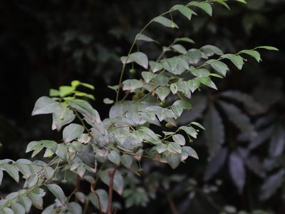 Pseudophyllanthus ovalis, photographed by Tony Rebelo