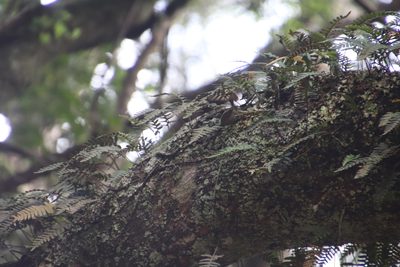 Pleopeltis ecklonii, photographed by Tony Rebelo