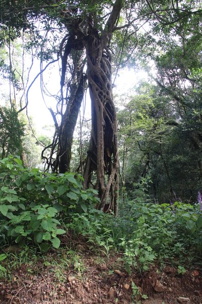 Ficus craterostoma, photographed by Tony Rebelo