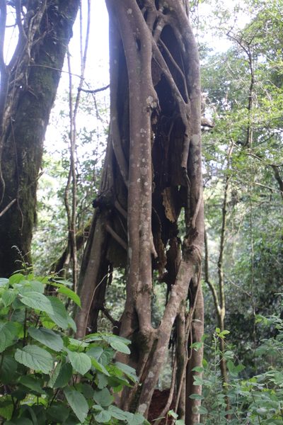 Ficus craterostoma, photographed by Tony Rebelo