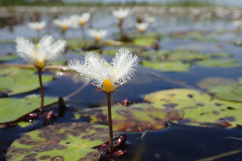 Nymphoides senegalensis, photographed by Wilderness Safaris Botswana - Conservation Team