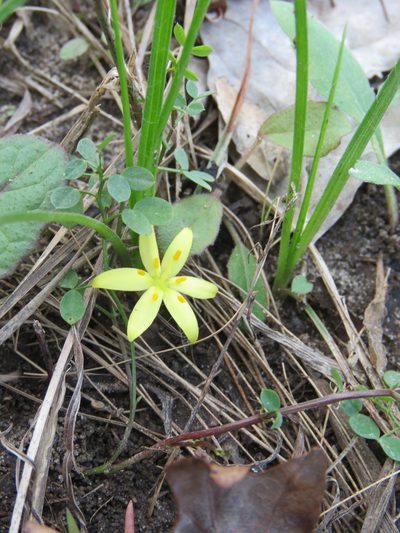 Hypoxis sessilis, photographed by Laura Clark