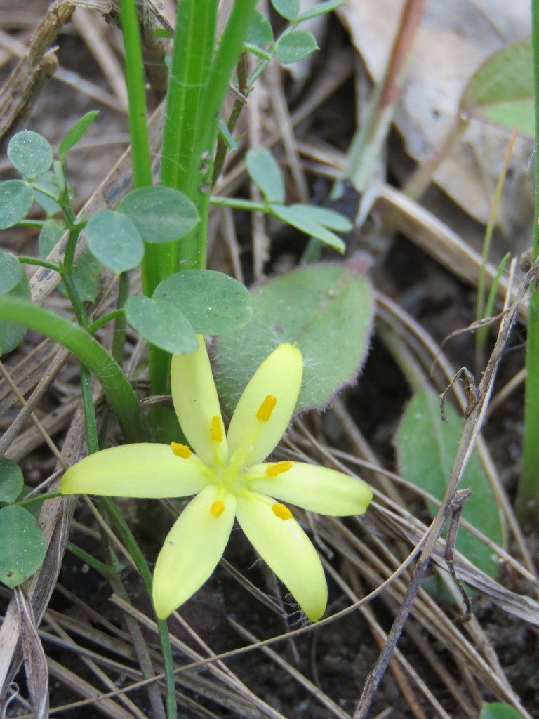 Hypoxis sessilis, photographed by Laura Clark
