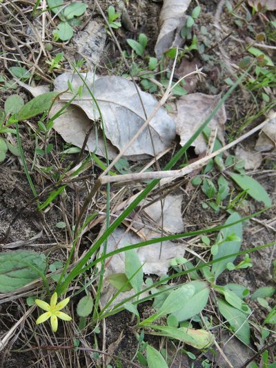 Hypoxis sessilis, photographed by Laura Clark