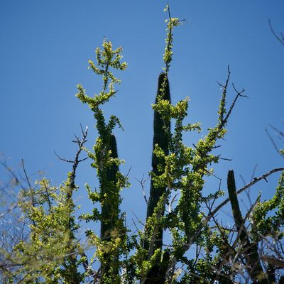 Randia obcordata, photographed by Bill Levine