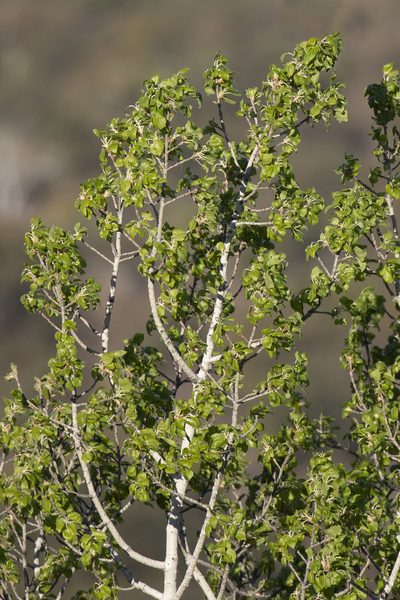 Populus brandegeei, photographed by Kristof Zyskowski