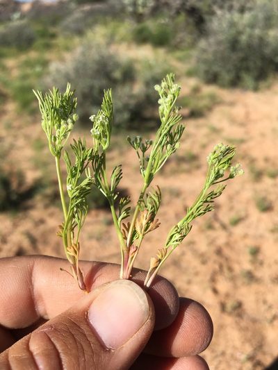 Spermolepis lateriflora, photographed by Cecelia Alexander