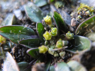 Azorella biloba, photographed by Fabien Anthelme