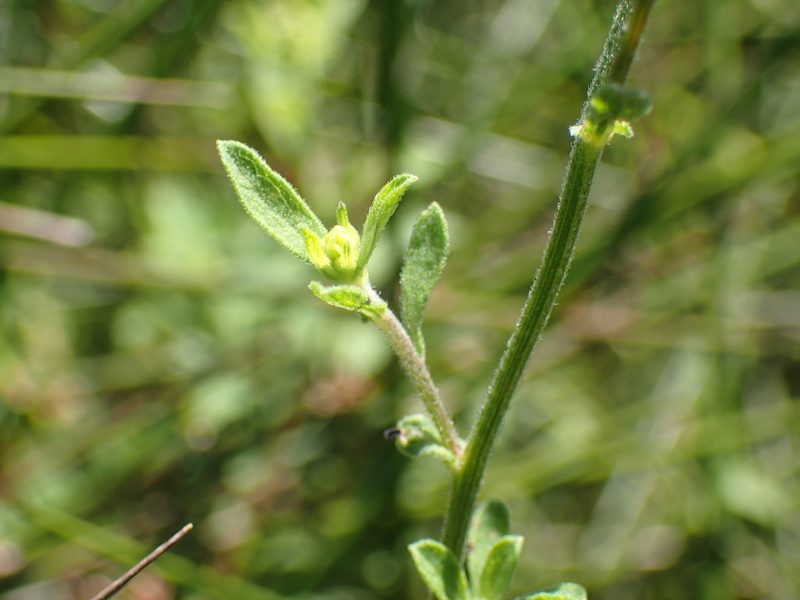 Nidorella undulata, photographed by Mahomed Desai