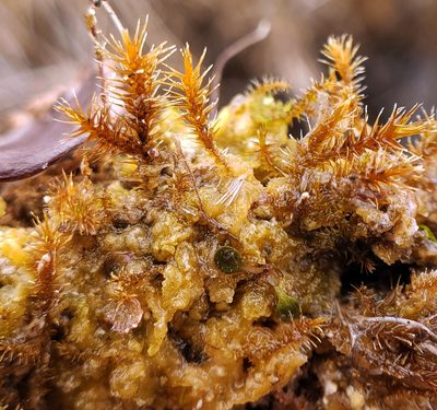 Campylium stellatum, photographed by aarongunnar