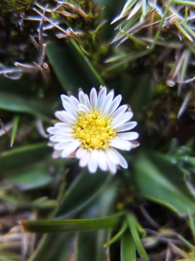 Oritrophium limnophilum, photographed by Fabien Anthelme