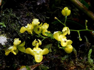 Oncidium cheirophorum, photographed by Kai Squires