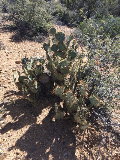 Opuntia martiniana, photographed by CK2AZ