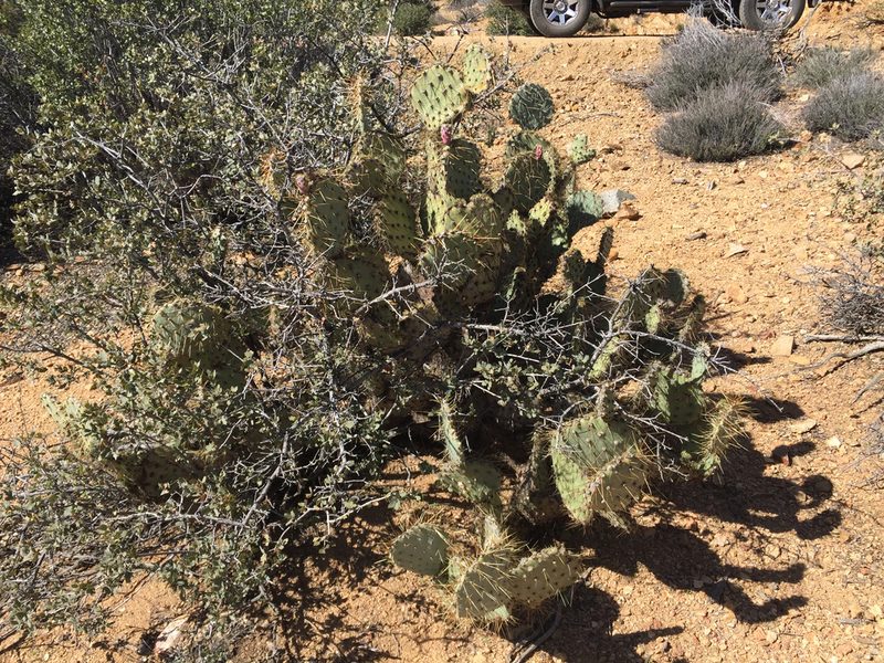 Opuntia martiniana, photographed by CK2AZ